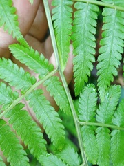 Diplazium polypodioides