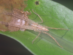 Heteropoda ocyalina