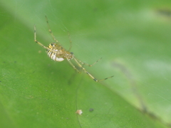 Theridion zonulatum