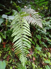 Pleocnemia irregularis