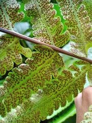 Pleocnemia irregularis