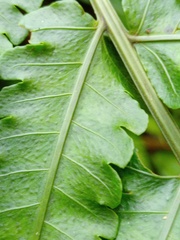 Pleocnemia irregularis