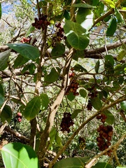 Antidesma platyphyllum