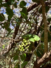 Antidesma platyphyllum