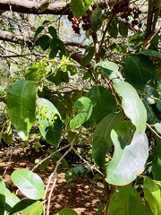 Antidesma platyphyllum