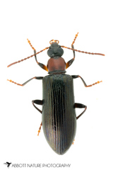 Statira basalis