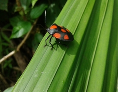 Brachystethus rubromaculatus