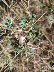 Astragalus armatus numidicus