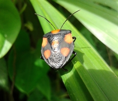 Brachystethus rubromaculatus
