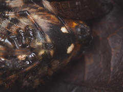 Neoscona nautica
