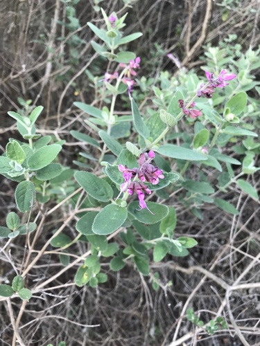 Syncolostemon obermeyerae, photograph 2