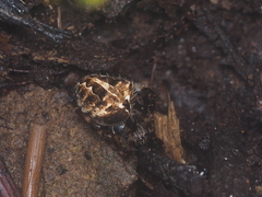 Neoscona nautica