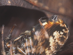Neoscona nautica