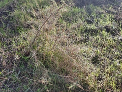 Astragalus armatus numidicus
