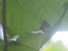 Neoscona nautica