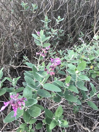 Syncolostemon obermeyerae, photograph 3