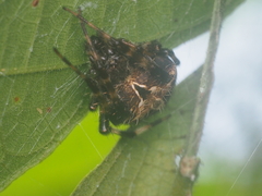 Neoscona nautica