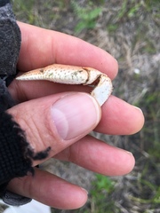 Fallicambarus houstonensis