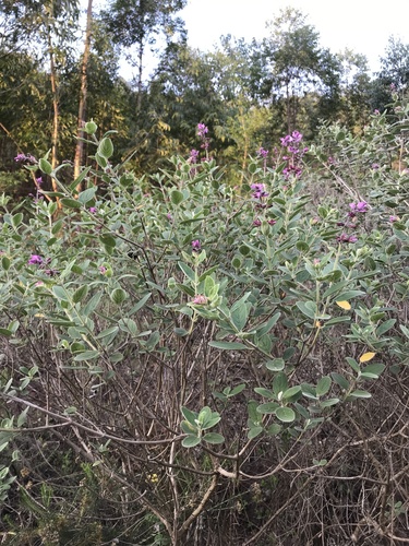 Syncolostemon obermeyerae, photograph 4