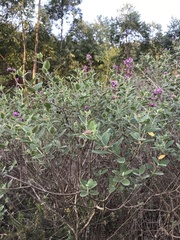 Syncolostemon obermeyerae, photograph author not stated, no rights reserved