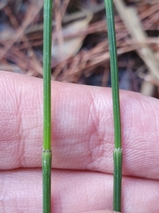 Equisetum ramosissimum image