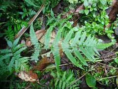 Deparia