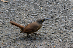 Cinclocerthia ruficauda