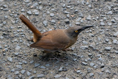 Cinclocerthia ruficauda