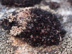 Cornicularia normoerica