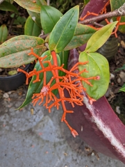 Medinilla scortechinii