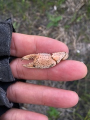 Fallicambarus houstonensis