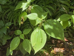 Miconia sciaphila