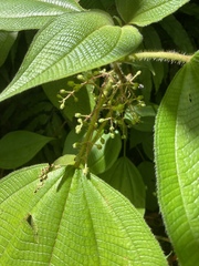 Miconia sciaphila