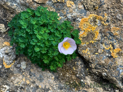 Paraquilegia microphylla