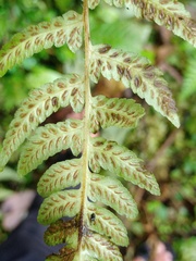 Deparia