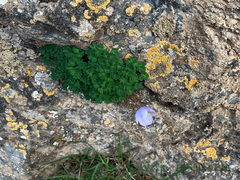 Paraquilegia microphylla