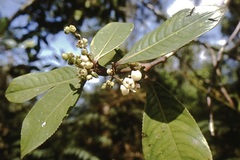 Hedyosmum racemosum