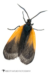 Pyromorpha dimidiata