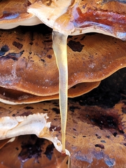 Ischnoderma resinosum