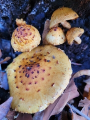 Pholiota aurivella
