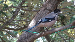 Garrulus lanceolatus