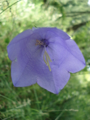 Campanula persicifolia