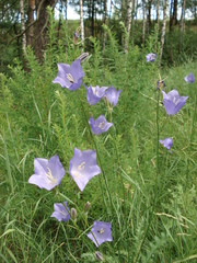 Campanula persicifolia