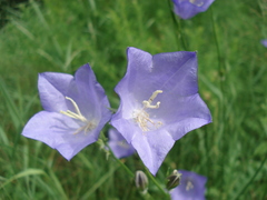 Campanula persicifolia