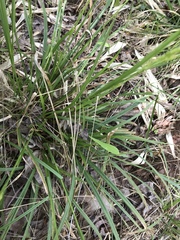 Carex venusta