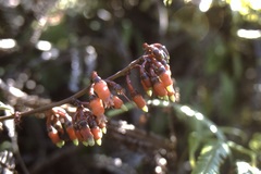 Psammisia penduliflora