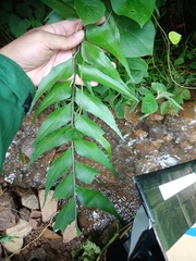 Asplenium macrophyllum