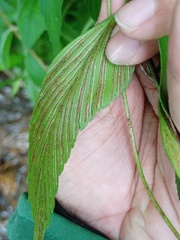 Asplenium macrophyllum