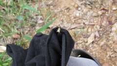 Micrathena decorata