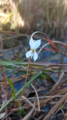 Viola vittata